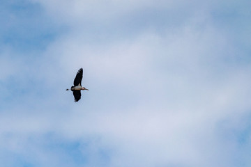 Marabou stork in flight, Uganda