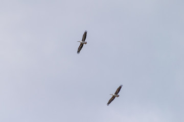 Marabou stork in flight, Uganda