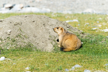 Ladakh, India - Aug 08 2019 - Himalayan Marmot at Pangong Lake in Ladakh, Jammu and Kashmir, India. The Lake is an endorheic lake in the Himalayas situated at a height of about 4350m.