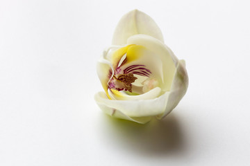 Fototapeta na wymiar white orchid flower