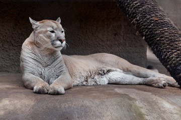 Portrait of Beautiful Puma. Cougar, mountain lion, puma, panther, striking pose, scene in the woods, wildlife America
