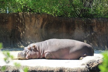 hippo