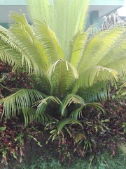 Palmas Tropical y Naturaleza