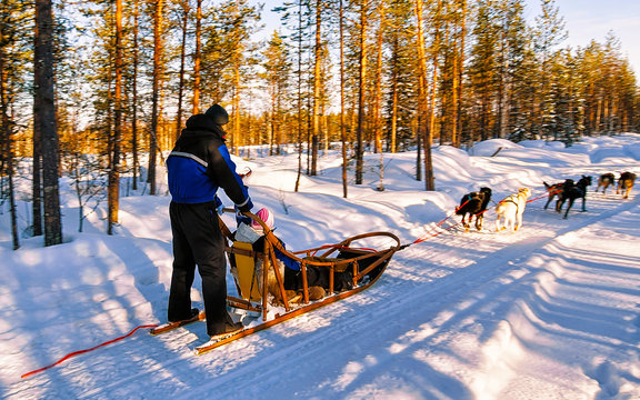 Man with Husky family dog sled in winter Rovaniemi of Finland of Lapland. People and Dogsled ride in Norway. Animal Sledding on Finnish farm, Christmas. Sleigh. Safari on sledge and Alaska landscape.