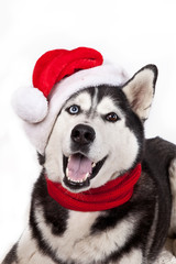 Dog breed siberian husky in red santa claus hat isolated in white