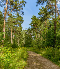Forest road to the beach on the Zaslavl water reservoir.