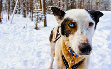 Husky family dog sled in winter Rovaniemi of Finland of Lapland. Dogsled ride in Norway. Animal Sledding on Finnish farm after Christmas. Fun on sleigh. Safari on sledge and Alaska landscape.