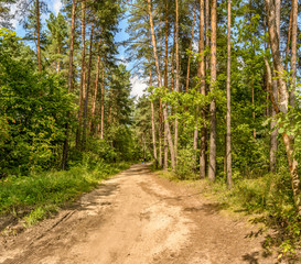 Forest road to the beach on the Zaslavl water reservoir.