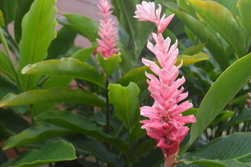 Obraz premium flower