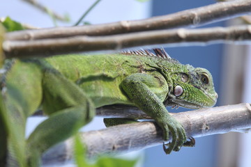iguana