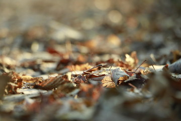 leaf