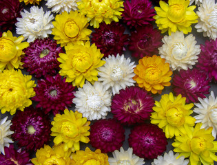 mix of bright flowers of Helichrysum immortelle close-up