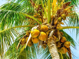 coconuts on a tree