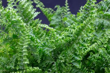 green plant in flower pots on a dark background filix