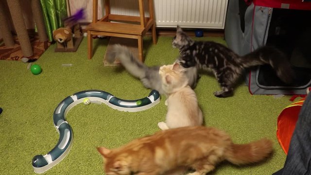 A man plays with attractive cute Maine Coon kittens. In the hand of a man toy teaser. Kittens fun run and jump. Home cattery of purebred cats, the Maine Coon.