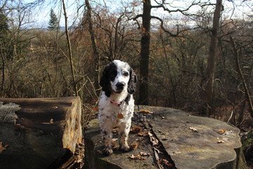 Fototapeta premium Cocker spaniel in autumn on a log in the woodlands