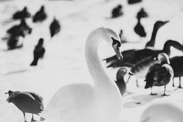 Black and white portrait of mute swan © Olga Itina