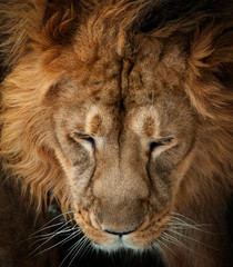 lion portrait closeup