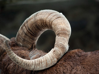 deformed horn of Dagestan Tur