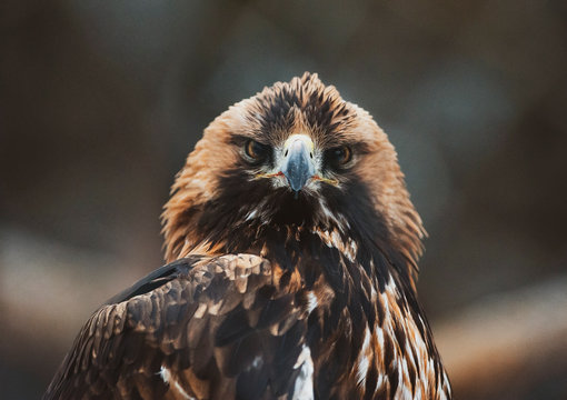 hawk face staring at camera closeup on dark background
