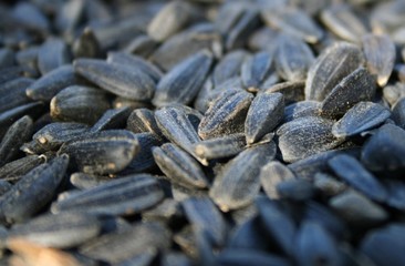 Sunflower seeds