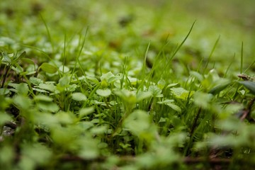 If grass was as tall as you are