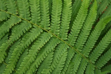 Fern type leaves