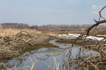 dry tree branches near a dried river