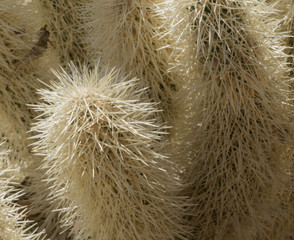White cactus close up details.