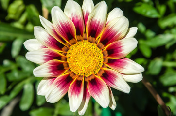 multicolor gazania flower fully bloomed in the summer garden sunshine on a green foliage background Full frame zoom
