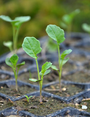 Seedlings of cabbage grown in plastic cassettes.