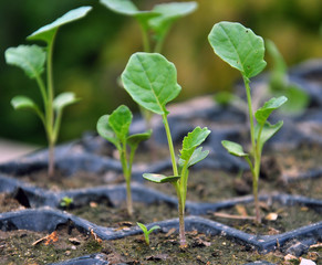 Seedlings of cabbage grown in plastic cassettes.