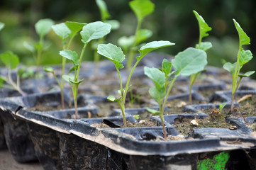 Seedlings of cabbage grown in plastic cassettes.