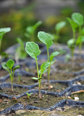 Seedlings of cabbage grown in plastic cassettes.