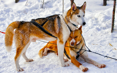 Husky family dog sled in winter Rovaniemi of Finland of Lapland. Dogsled ride in Norway. Animal Sledding on Finnish farm after Christmas. Fun on sleigh. Safari on sledge and Alaska landscape.