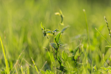 bright green grass in early summer