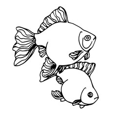  two decorative aquarium Golden fish, Chinese crucian, symbol of good luck, vector illustration with black contour lines isolated on white background in Doodle and hand drawn style