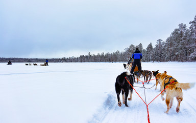 Man with Husky family dog sled in winter Rovaniemi of Finland of Lapland. People and Dogsled ride in Norway. Animal Sledding on Finnish farm, Christmas. Sleigh. Safari on sledge and Alaska landscape.