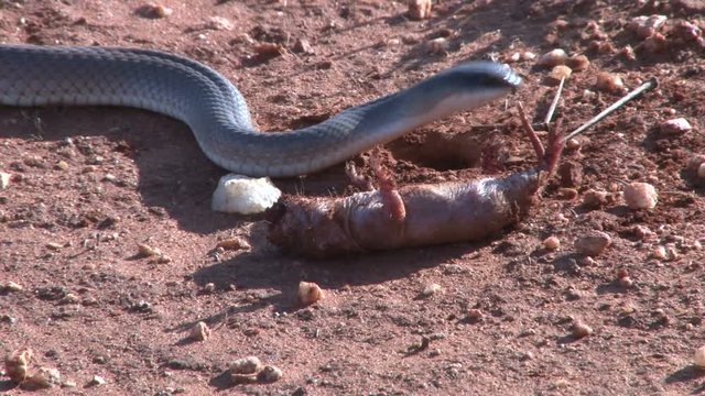  A black mamba holds a blind mole rat then lets go and moves away