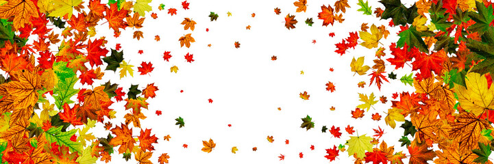 Autumn leaves white background. Falling November pattern. Thanksgiving season concept