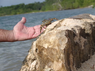 Crab at the Rock Point