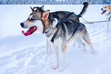 Husky family dog sled in winter Rovaniemi of Finland of Lapland. Dogsled ride in Norway. Animal Sledding on Finnish farm after Christmas. Fun on sleigh. Safari on sledge and Alaska landscape.