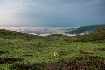 Panorama view of colorful mountains, green meadow and valley with clouds in the background. Dog running around. Early morning, Sharr Mountains, Popova Shapka, North Macedonia.