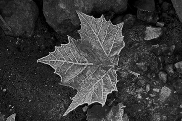 Frost covered leaf in black and white