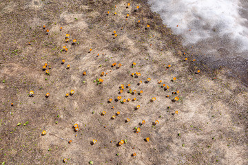 Close up view of the yellow flowers on the frozen ground. SpringTime in Mavrovo national park, North Macedonia.