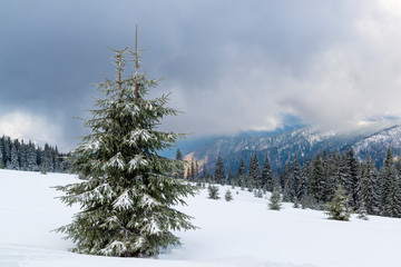 Fir tree in the winter mountains