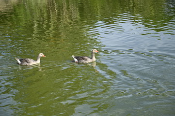 Ducks