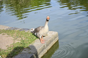 Ducks