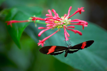 Butterfly on a flower at Butterfly Conservatory in Niagara Falls, Ontario