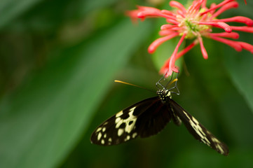 Butterfly on a flower at Butterfly Conservatory in Niagara Falls, Ontario